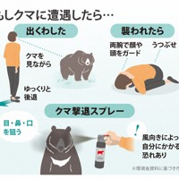 もしクマに遭遇したら…