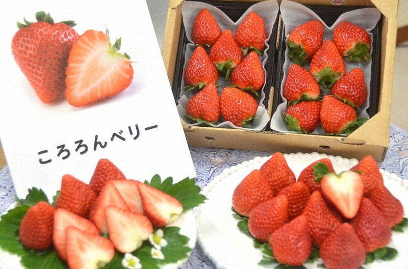 イチゴ新品種 「ころろんベリー」来冬デビュー 宮城県が開発に8年