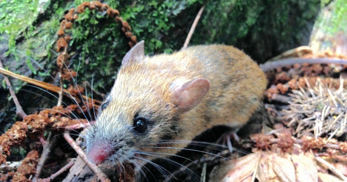 野ネズミ、クリの良しあし嗅ぎ分け栄養価高い実選ぶ　名大研究チーム