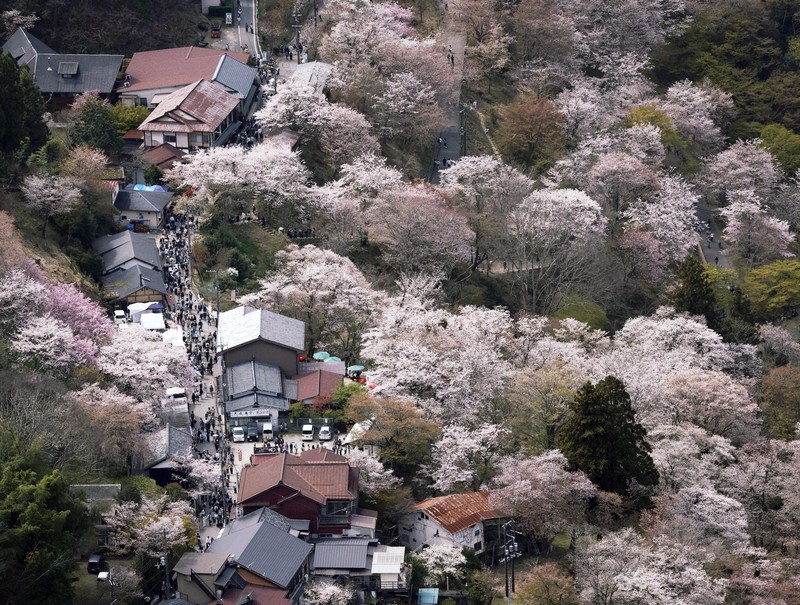写真で見る】世界遺産・吉野の桜 [写真特集1/9] | 毎日新聞