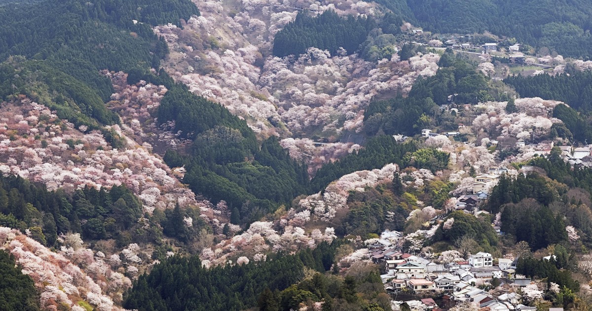 写真で見る】世界遺産・吉野の桜 [写真特集1/9] | 毎日新聞