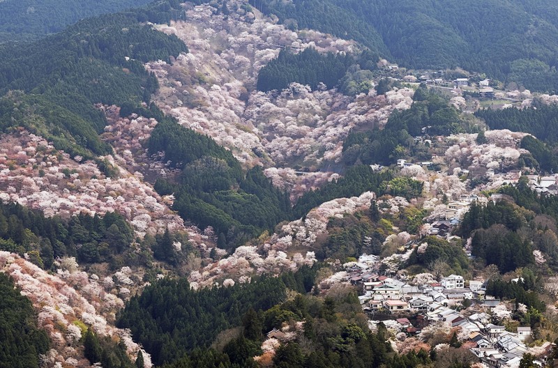 写真で見る】世界遺産・吉野の桜 [写真特集1/9] | 毎日新聞