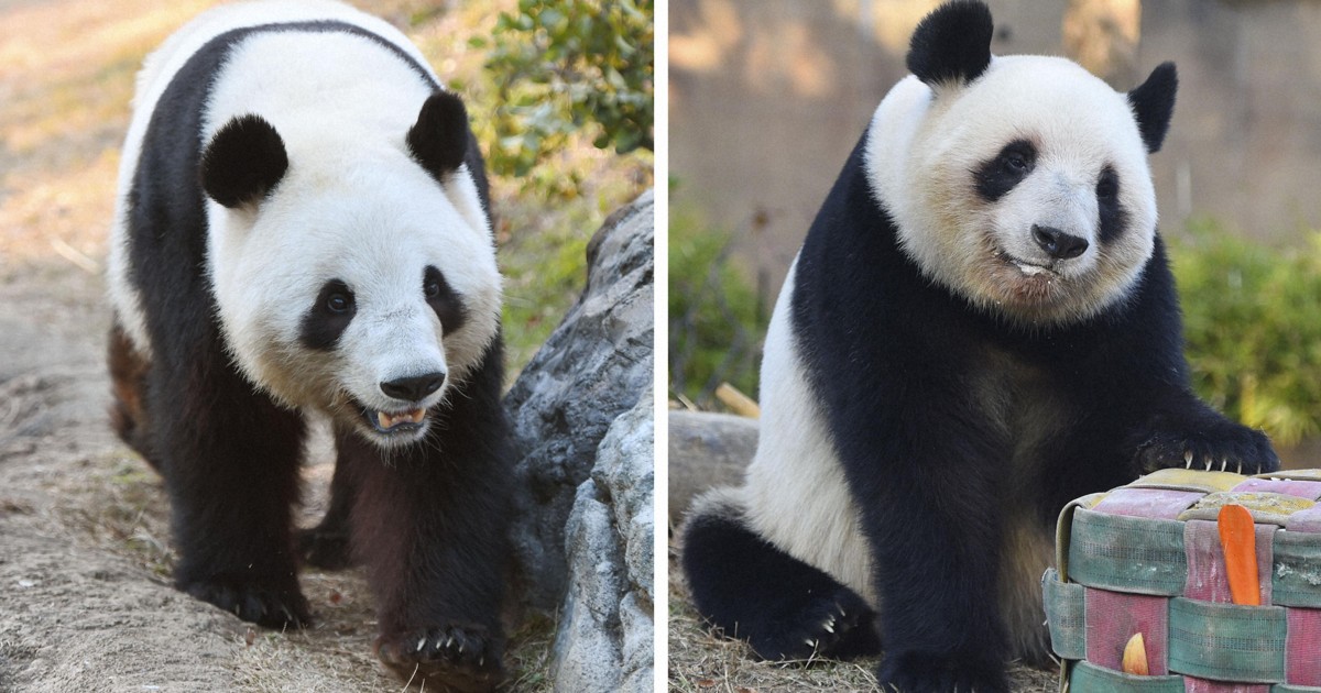 Crowds line up at Ueno zoo on 1st weekend since panda departure announced