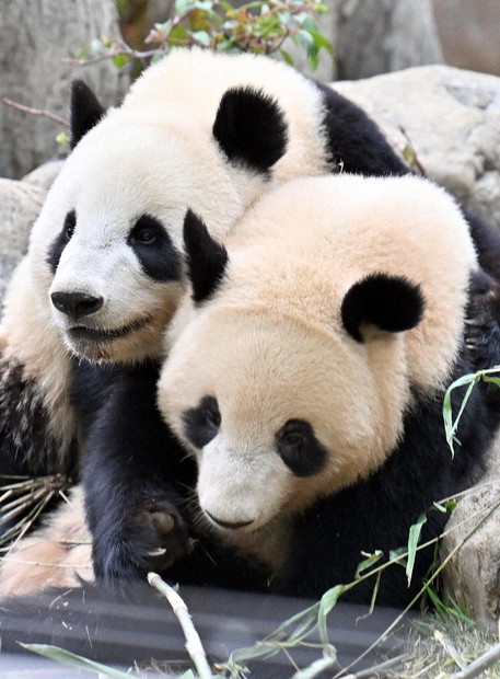 社説：国内のパンダがゼロに 日中の関係映した半世紀 | 毎日新聞