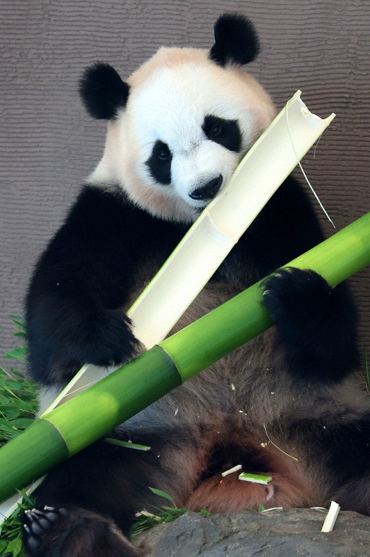 社説：国内のパンダがゼロに 日中の関係映した半世紀 | 毎日新聞