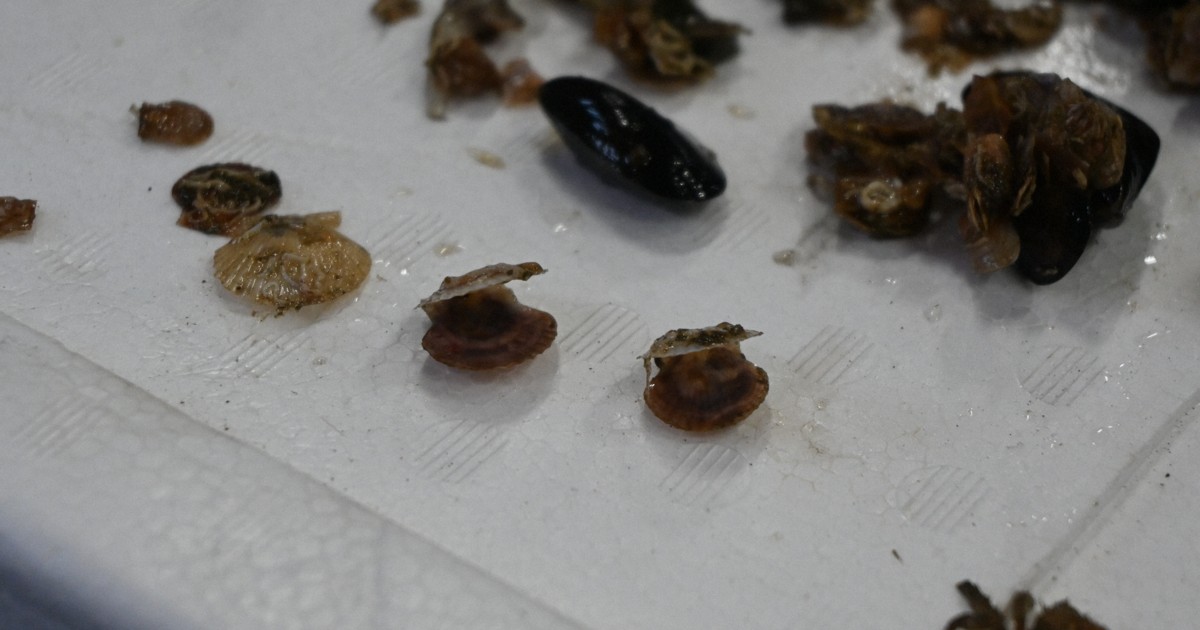 青森のホタテガイ養殖「壊滅的」 新貝の9割へい死 海水温上昇で [写真