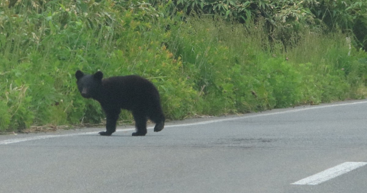 Police urge safety first as bear-related accidents surge in north Japan's Akita Pref.