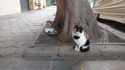 木の下に置かれた水の前にたたずむ猫＝カイロで2025年12月13日、金子淳撮影