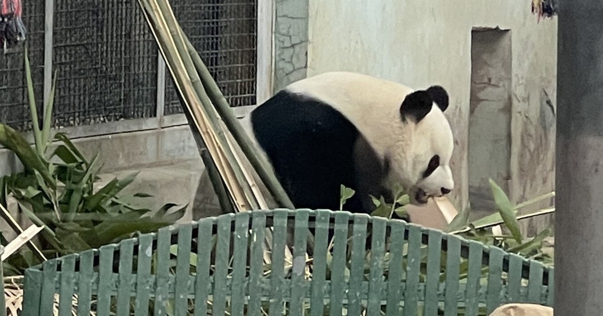 憂楽帳：アイドルパンダ | 毎日新聞