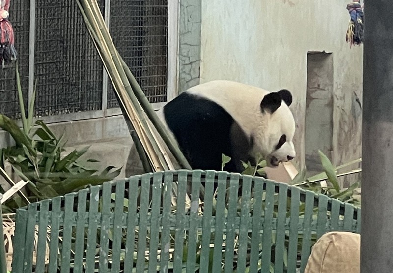 憂楽帳：アイドルパンダ | 毎日新聞