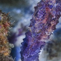 水中写真連載So Blue：来年のえとの名がつく「オオウミウマ」。巨大な