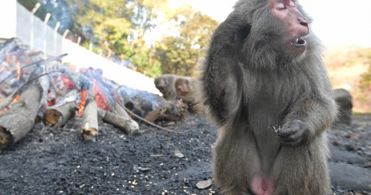 Easy Japanese news in translation: Monkeys warm up by bonfire at zoo in Aichi Prefecture