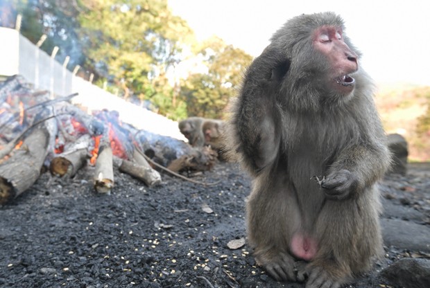 Easy Japanese news in translation: Monkeys warm up by bonfire at