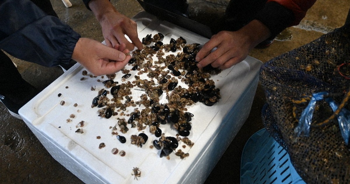 養殖ホタテ 最大のピンチ 陸奥湾 新貝や稚貝、大量死 猛暑で海水温上昇
