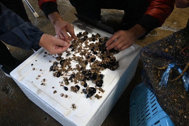 養殖ホタテ 最大のピンチ 陸奥湾 新貝や稚貝、大量死 猛暑で海水温上昇