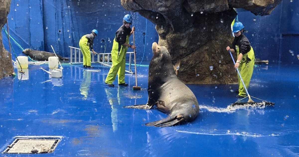 ゆく年、ごみ残さず 巨大水槽を大掃除 鳥羽水族館 ／三重 | 毎日新聞