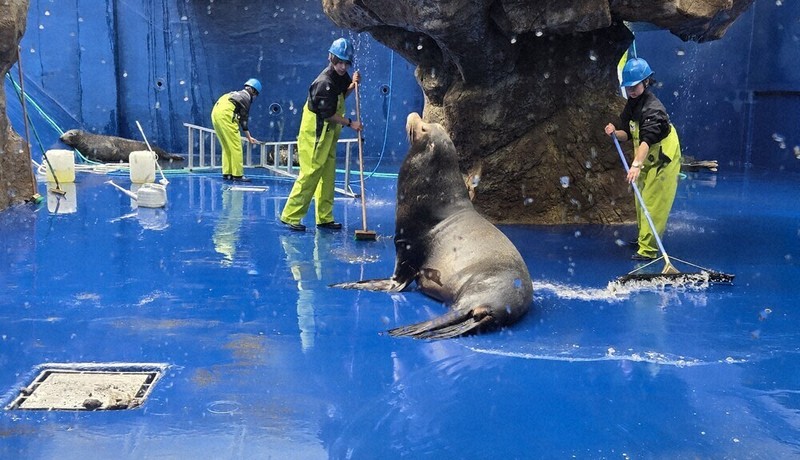 ゆく年、ごみ残さず 巨大水槽を大掃除 鳥羽水族館 ／三重 | 毎日新聞