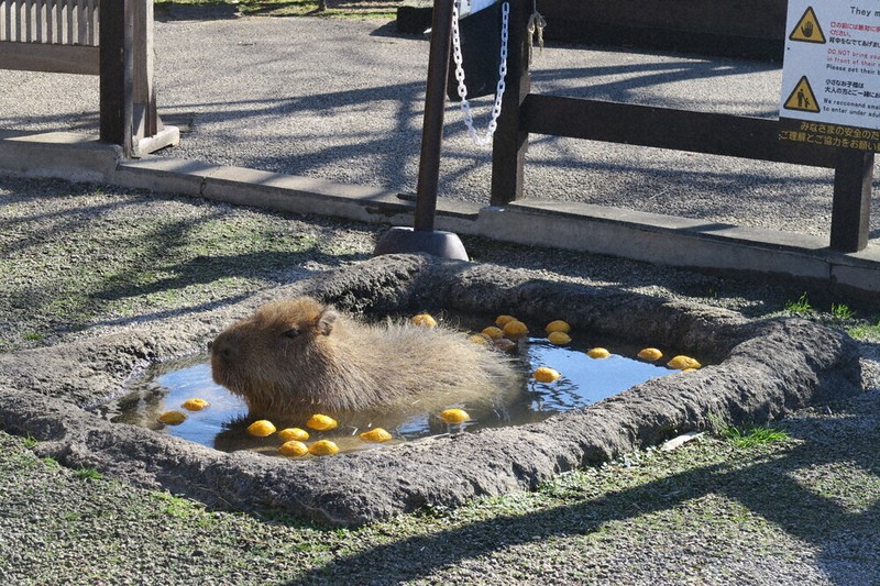 2025歳末点描：冬至 カピバラ、ユズ湯 ／山口 | 毎日新聞