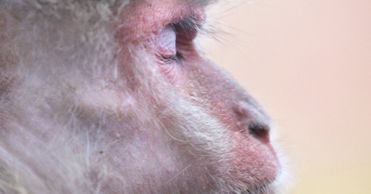 In Photos: Central Japan zoo opens annual 'monkeys by the bonfire' winter tradition