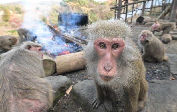 In Photos: Central Japan zoo opens annual 'monkeys by the bonfire