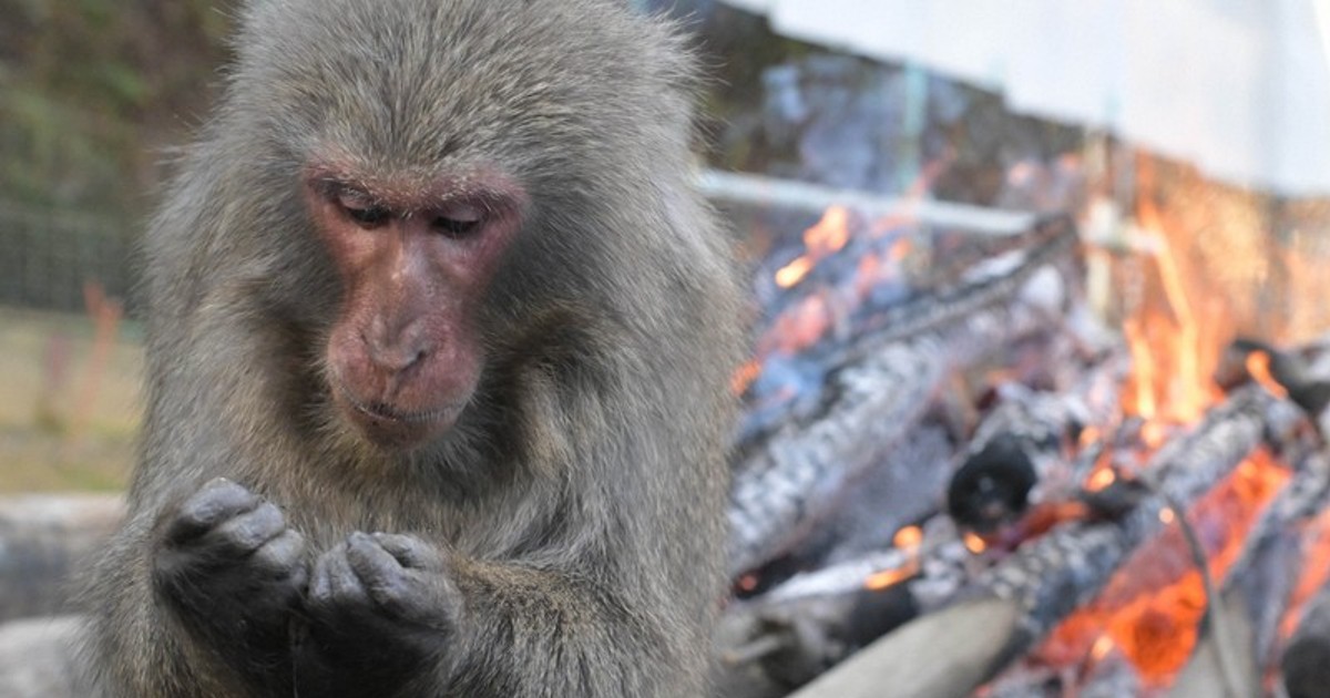 In Photos: Central Japan zoo opens annual 'monkeys by the bonfire
