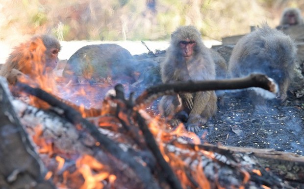 In Photos: Central Japan zoo opens annual 'monkeys by the bonfire