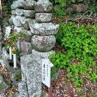 道明寺には森一族歴代の墓が並ぶ。手前は初めて森姓を名乗り、土佐泊城で長宗我部軍の猛攻をしのいだ元村の墓。椿泊小の児童らは毎年8月、この墓を掃除する＝徳島県阿南市椿泊町の同寺で2025年10月26日午後0時28分、植松晃一撮影