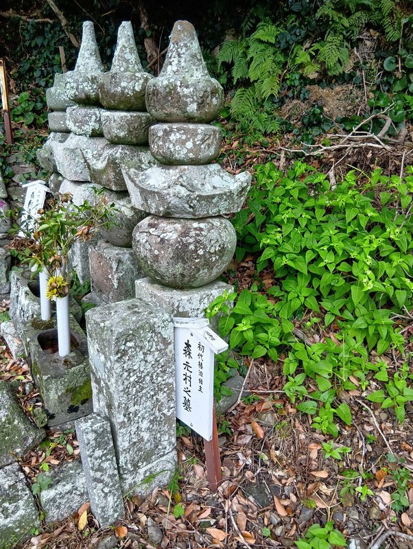 道明寺には森一族歴代の墓が並ぶ。手前は初めて森姓を名乗り、土佐泊城で長宗我部軍の猛攻をしのいだ元村の墓。椿泊小の児童らは毎年8月、この墓を掃除する＝徳島県阿南市椿泊町の同寺で2025年10月26日午後0時28分、植松晃一撮影