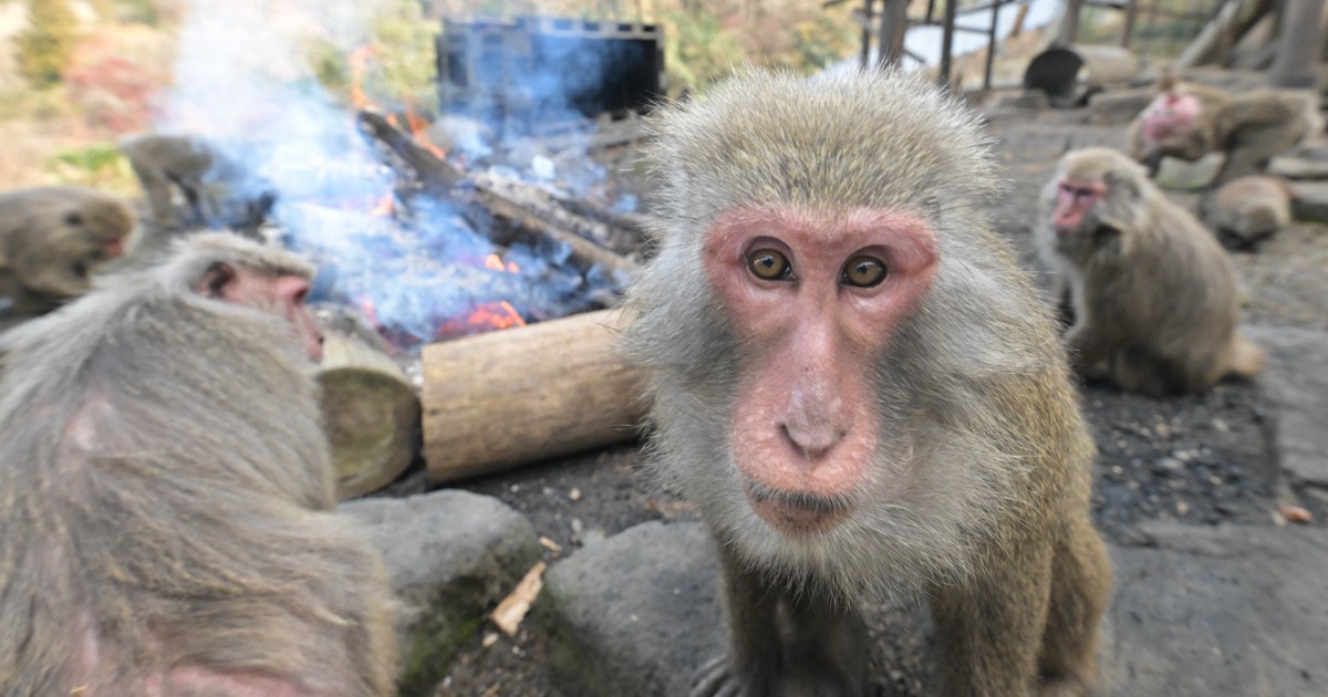 Yakushima macaques warm up around bonfire in winter tradition at central Japan zoo