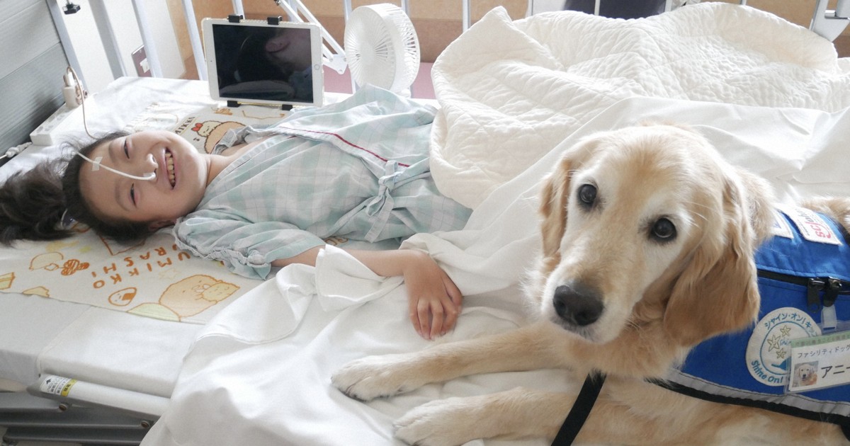 Yokohama children's hospital dog Annie passes on role to successor after 8 years