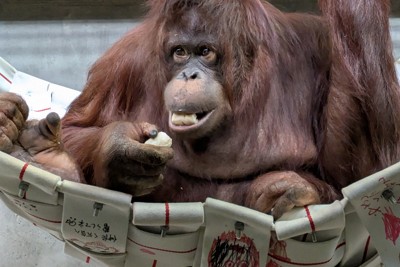 愛媛縣砥部動物園紅毛猩猩「相親」計畫募款順利，目標金額已達標