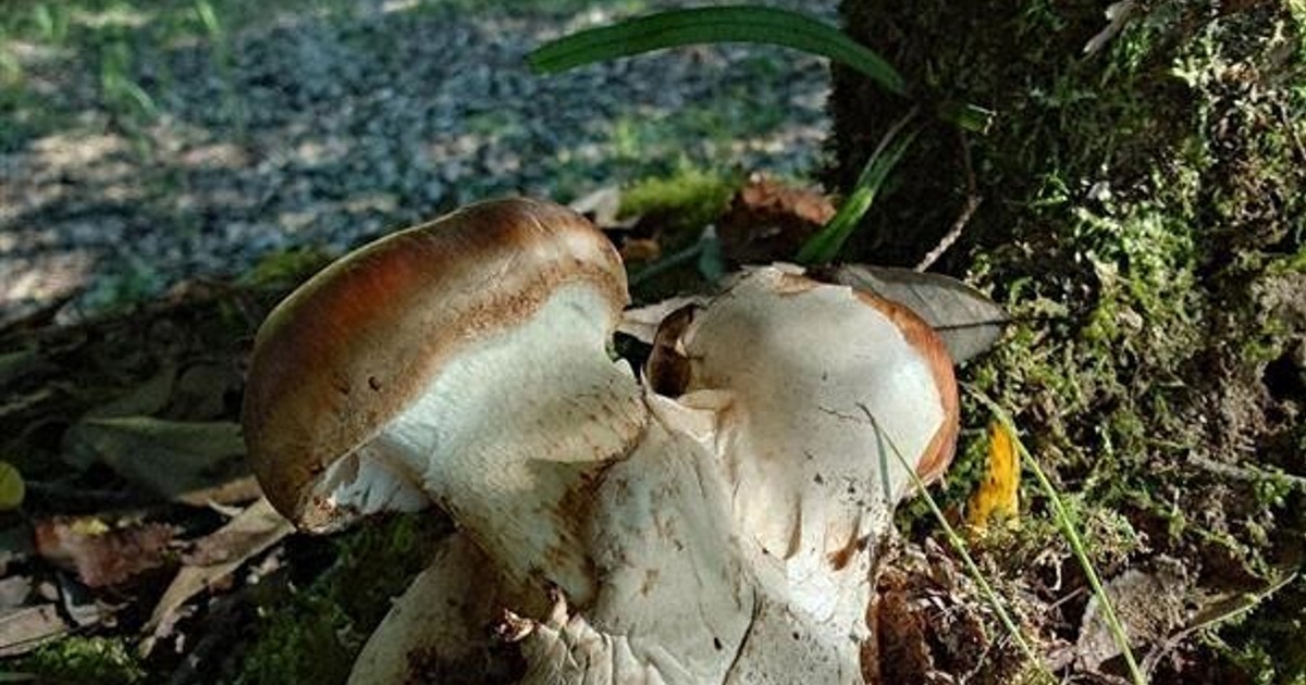 Rare mushroom discovered growing in southwest Japan