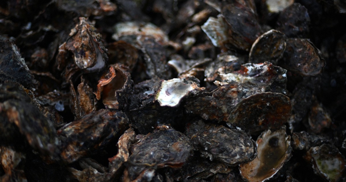 Why is west Japan's oyster yield so low this year?