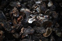 This photo taken Oct. 20, 2025, shows dead oysters harvested from the sea in the city of Higashihiroshima, Hiroshima Prefecture. (Mainichi/Kenjiro Sato)