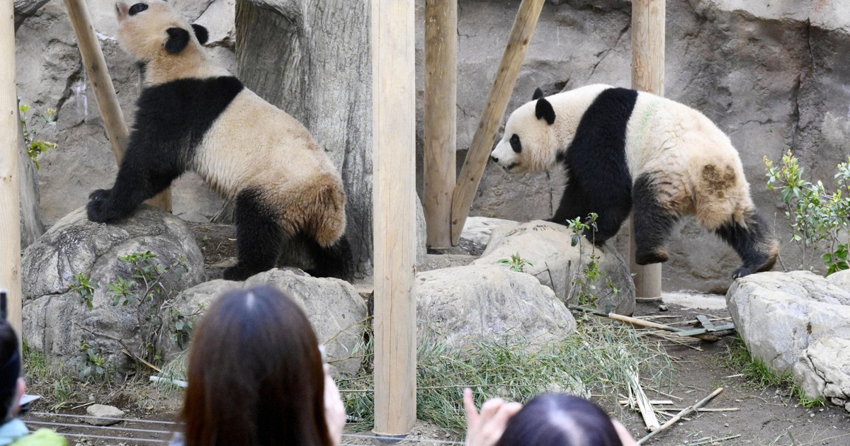 Alarm in Japan as giant pandas to leave amid Taiwan row