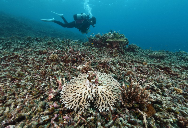 死滅したサンゴの残骸が広がる国内最大のサンゴ礁、石西礁湖 [写真特集