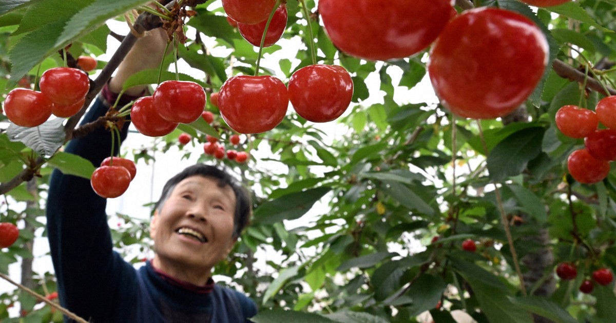 新春に楽しめるサクランボ、山形・天童から日本一早く出荷