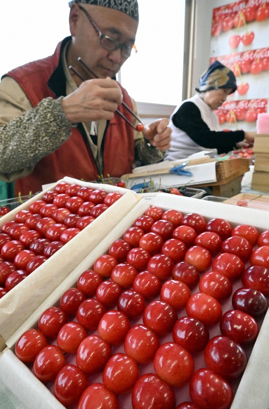 新春に楽しめるサクランボ、山形・天童から日本一早く出荷 [写真特集1