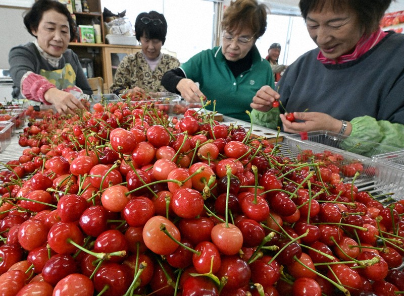 日本一早く初出荷 天童のサクランボ ／山形 | 毎日新聞