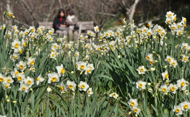 Easy Japanese news in translation: Narcissus flowers in full bloom in Chiba Prefecture