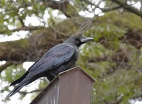 A crow is seen in Tokyo's Shibuya ward in this photo taken on Dec. 13, 2025. (Mainichi/Ei Okada)