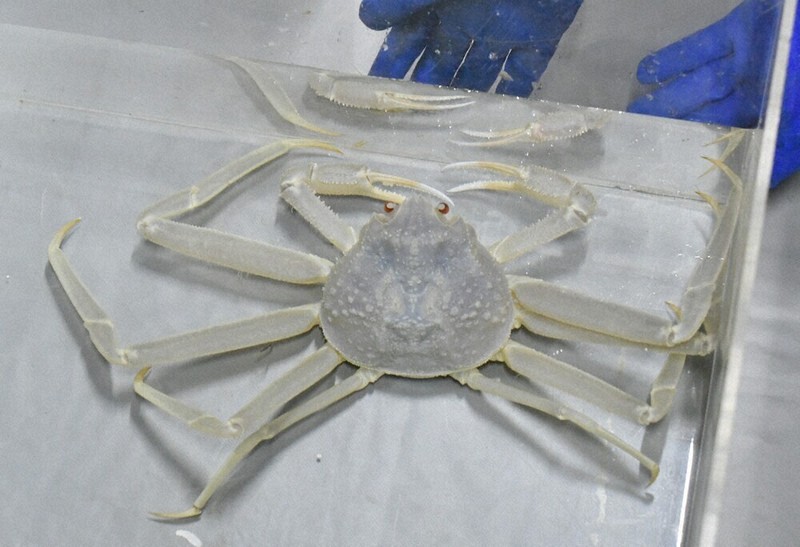 びっくり白いズワイガニ 県北部沖合で水揚げされた雄雌2匹 「城崎