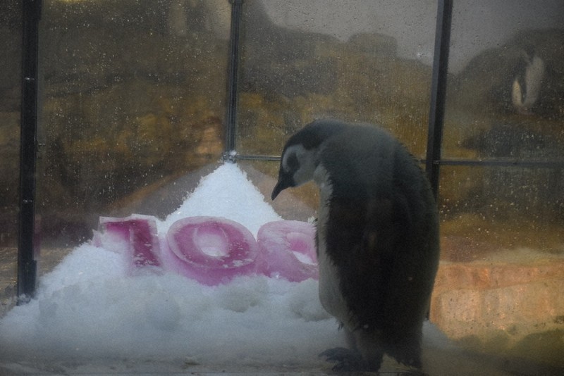 ふわふわ赤ちゃん、今だけ ペンギン生後100日迎える 白浜・AW ／和歌山