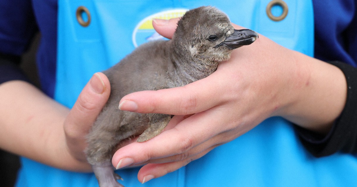 フンボルトペンギンの赤ちゃんすくすく パパママ奮闘中 鳥羽水族館