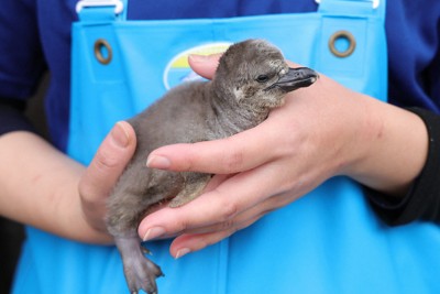 長崎企鵝水族館13年來首次誕生國王企鵝雛鳥