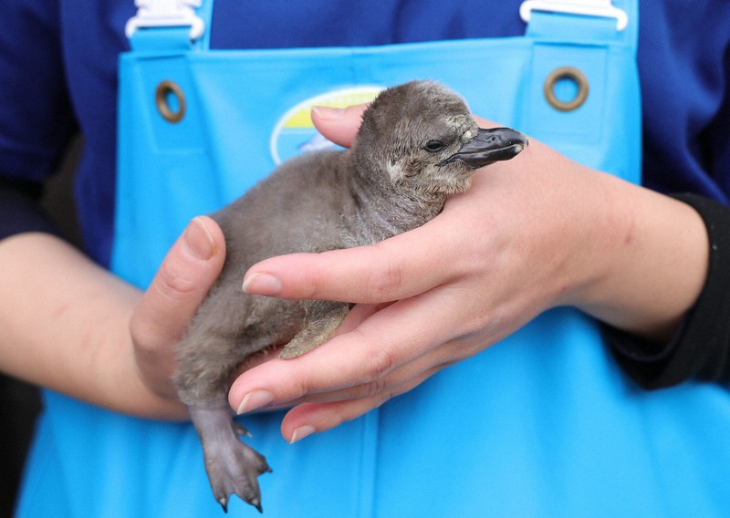 フンボルトペンギンの赤ちゃんすくすく パパママ奮闘中 鳥羽水族館