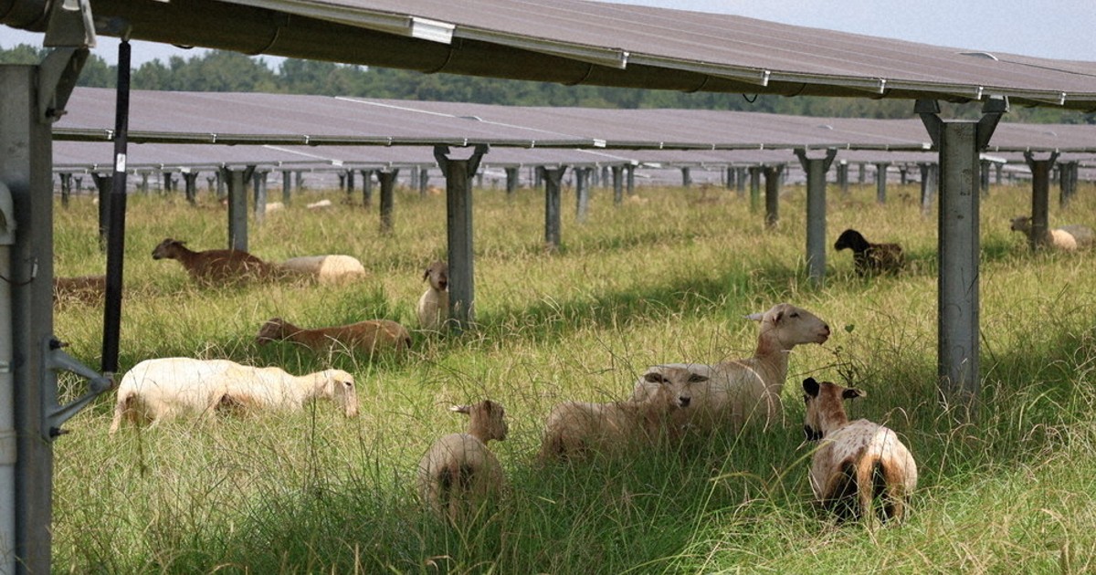わたしたちの地球：今月のポイント 羊と太陽光発電の「共存」 アメリカ 