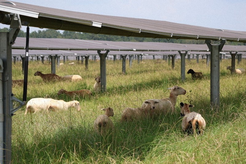 わたしたちの地球：今月のポイント 羊と太陽光発電の「共存」 アメリカ