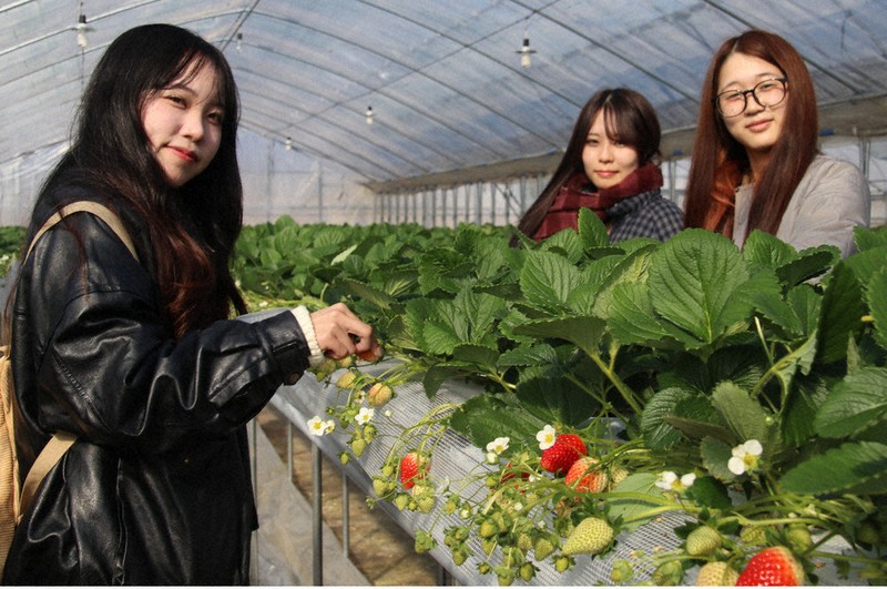実りの時、みずみずしく 「二十歳」の3人、イチゴ狩り 九度山 ／和歌山