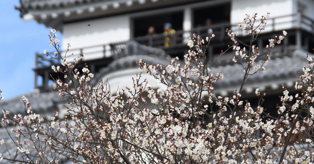 寒空に白い可憐な花　松山城で早咲きの梅「冬至梅」見ごろ